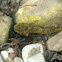European Bullhead (Groppe)