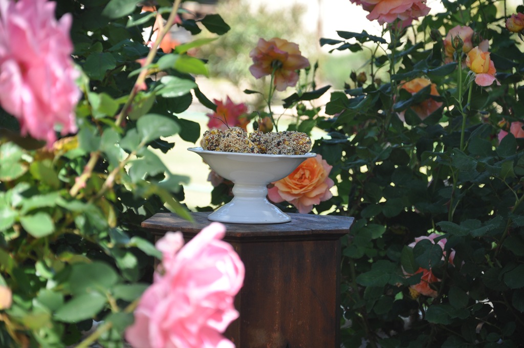 [birdfood0042.jpg]