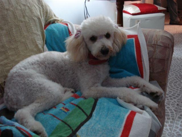 [Poodle[5].jpg]