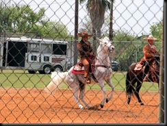 mexican dancing horses7