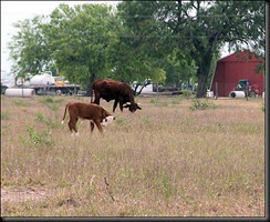 calf