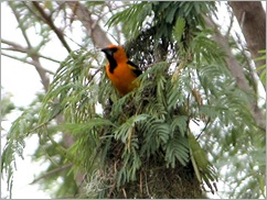 Altimore Oriole 4 Altimore Oriole 4