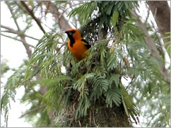 Altimore Oriole 4