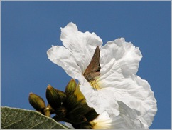 mexican oilve buttefly3 mexican oilve buttefly3