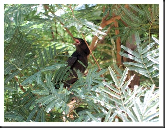 babycowbird babycowbird