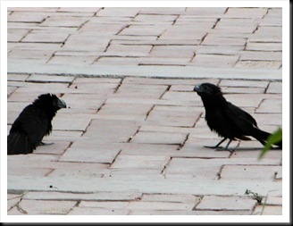 Anifledglings4 Anifledglings4