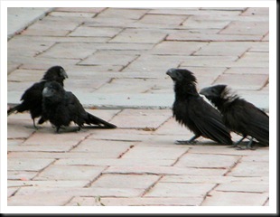 Anifledglings3 Anifledglings3