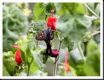 butterfly2 butterfly2