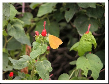 butterfly8jpg butterfly8jpg
