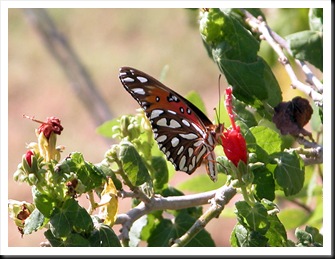 butterfly