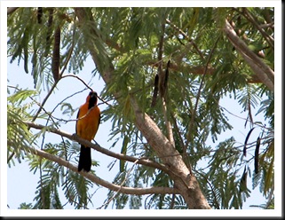 oriole oriole