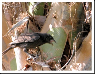 cowbird cowbird