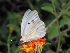 giantwhite3 giantwhite3