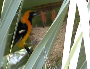 hoodedoriole hoodedoriole
