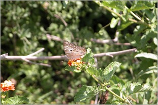 butterfly2 butterfly2