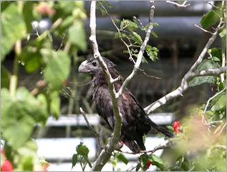 anifledglings3 anifledglings3