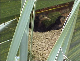 cowbirds cowbirds