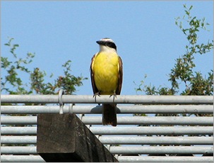 kiskadee2 kiskadee2