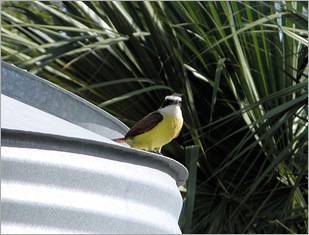 kiskadee kiskadee