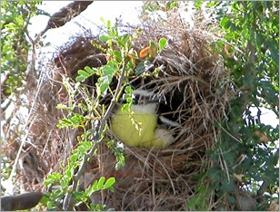 kiskadee babies2 kiskadee babies2