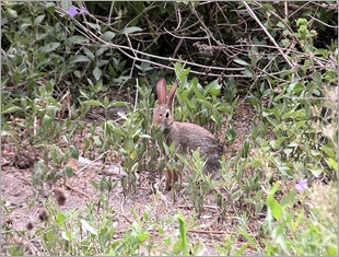 bunny07211 bunny07211