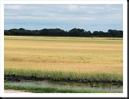 wheatfiled wheatfiled