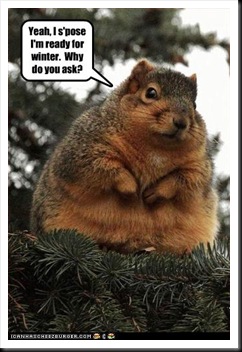 funny-pictures-squirrel-is-ready-for-winter