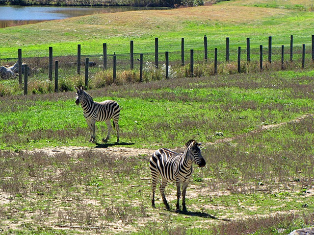 [zebras[3].jpg]