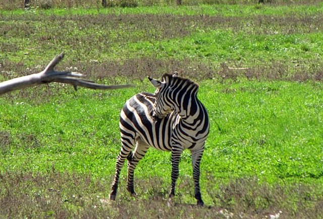 [zebra[3].jpg]