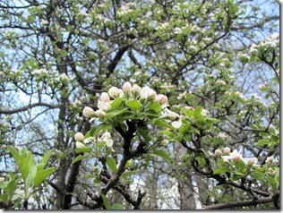 flowering tree flowering tree