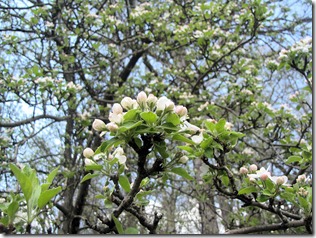 flowering tree