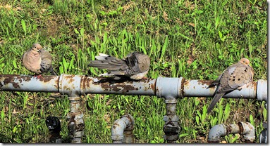 three morning doves