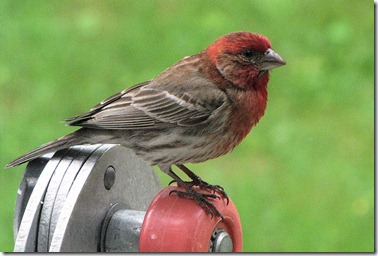 House finch House finch