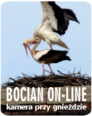 BOCIAN ON-LINE