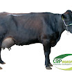 Vaca Ger. 06 1/2 Jersey 3ª Cria 35 kg