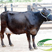 Vaca Ger. 06 1/2 Jersey 2ª Cria 36 kg