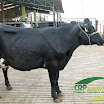 Vaca Ger. 07 7/8 HO 1ª Cria 30 kg