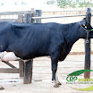 Vaca Ger. 08 11/16 HO 1ª Cria 31 kg