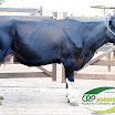 Vaca Ger. 08 23/32 HO 1ª Cria 27 kg