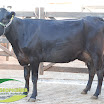 Vaca Ger. 08 1/2 Jersey 1ª Cria 36 kg