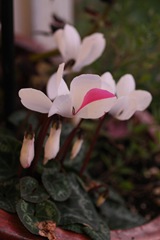 White with pink splash flowers
