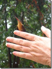Johanna and hummingbird Johanna and hummingbird
