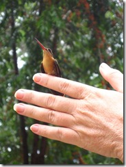 Johanna and hummingbird