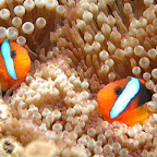 reef.jpg
