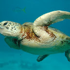 reef_tortuga.jpg