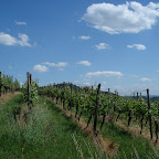 Die umliegenden Weinberge