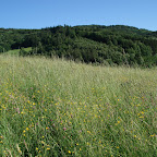 Nochmal eine letzte anstrengende Steigung hoch zum Hohenstein.