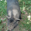 Sorry, die netten Schweine hatte ich vergessen!