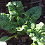 Spinach Bloomsdale
