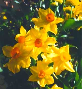 [daffodils[58].jpg]